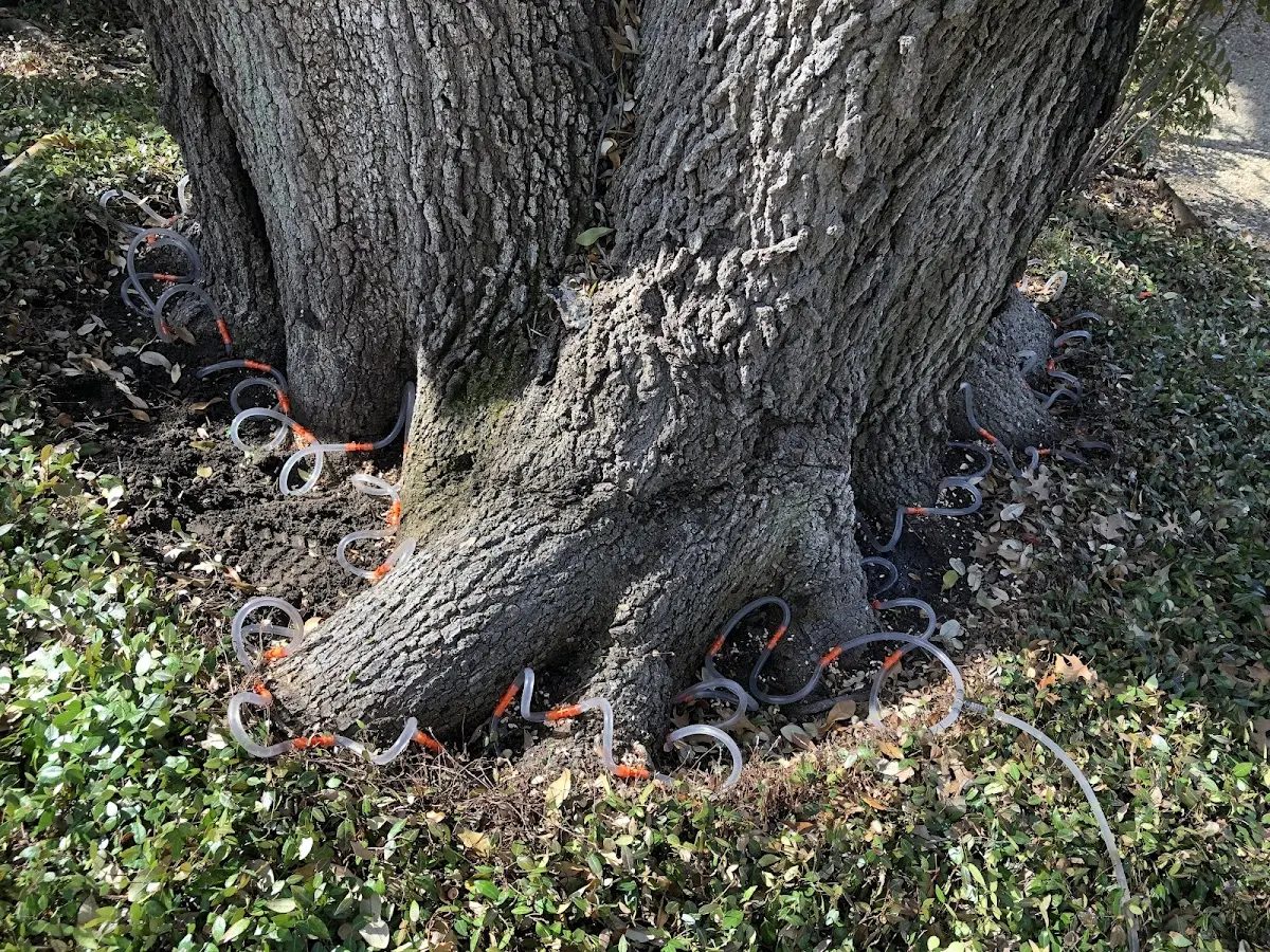 Detailed Tree Cabling and Bracing job site in Mountlake Terrace